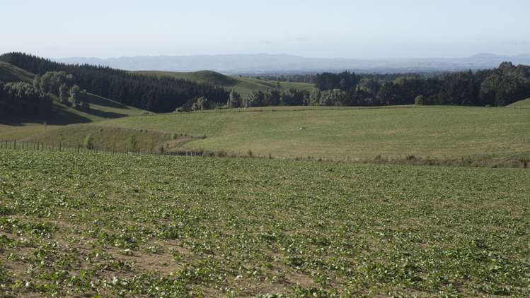 188 Burnetts Road Kaituna_6