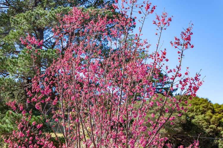 227 Reservoir Road Thames_17