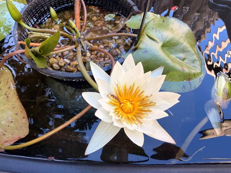 51 Wood Bay Road Titirangi_23