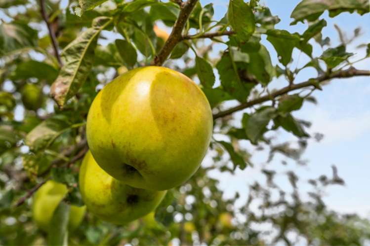 447 Wairau Bar Road Spring Creek_37