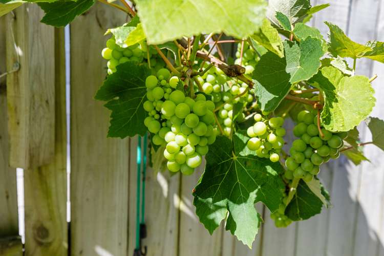 7 Toetoe Street Papamoa_19