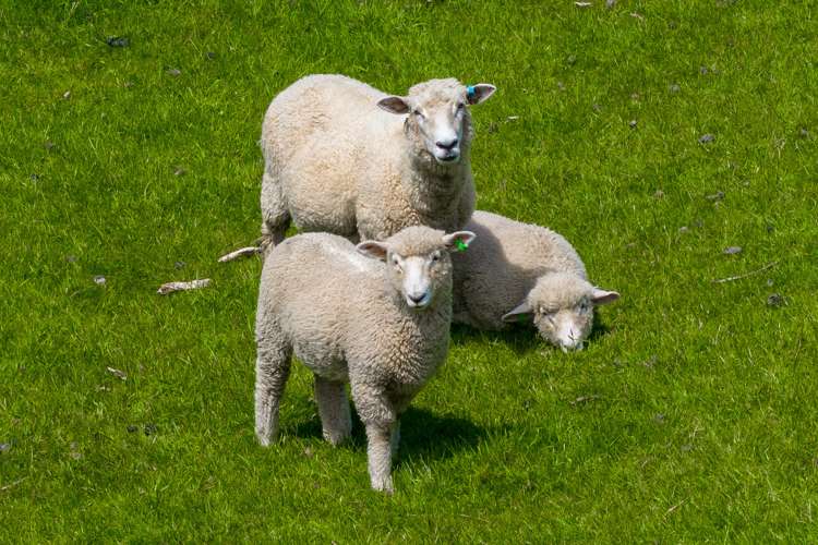 1058 Queen Charlotte Drive Anakiwa and Surrounds_20