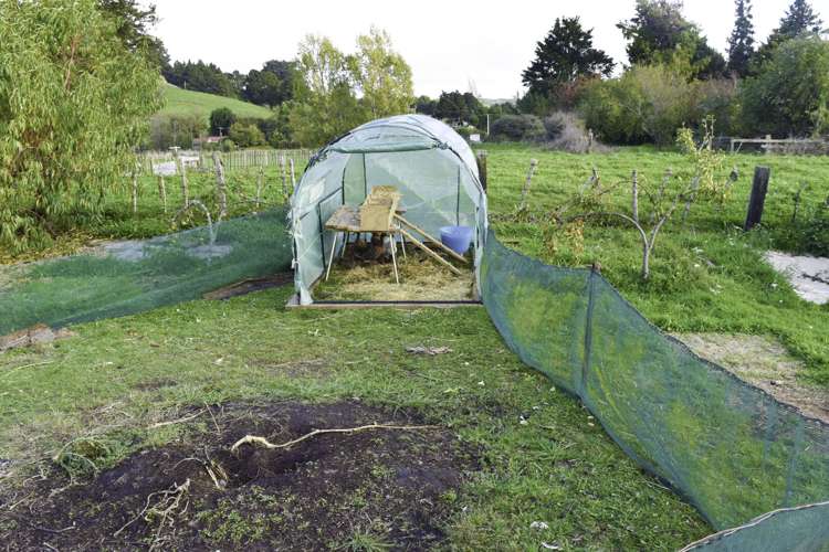 12 Tio Street Kakahi_8