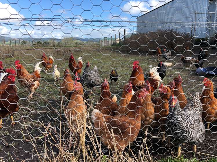 22 Rountree Road Mangatarata_15