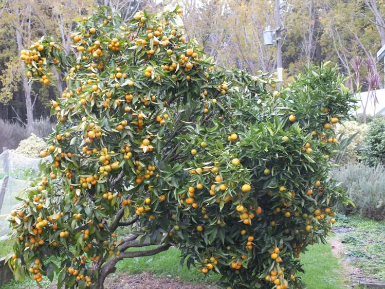 1884 Tangowahine Valley Road Dargaville Surrounds_13