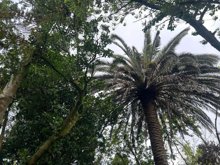 462 Karaka Road Karaka_13