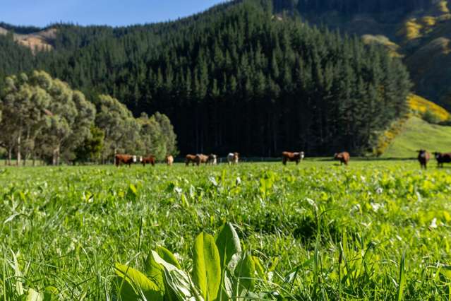 208 Mount Riley Road Okaramio_3