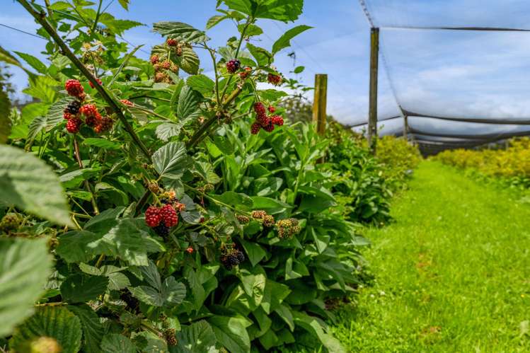 438B Alfred Road Egmont Village_43