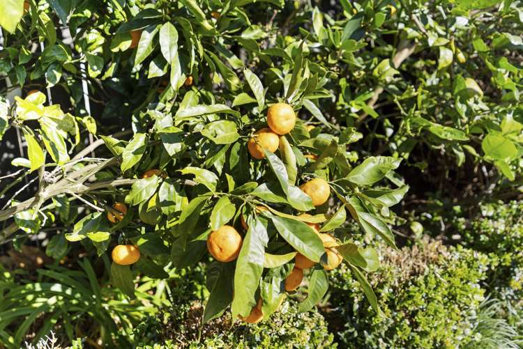 286a Saint Heliers Bay Road Saint Heliers_17