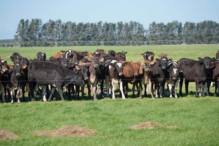 1108 Te Pirita Road Hororata_9