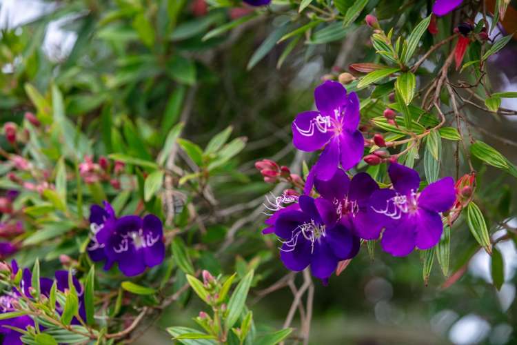 2A Blundell Place Katikati_19