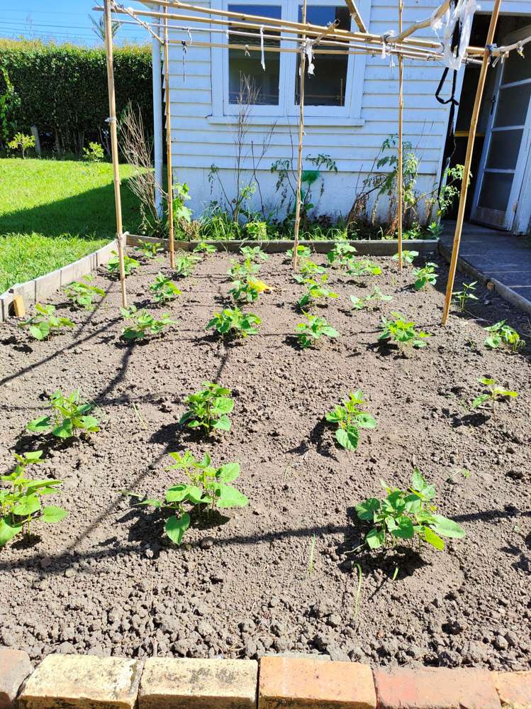 55 Williamson Avenue_2