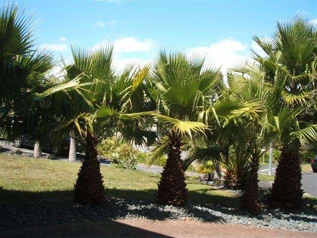 55 Chatswood Grove Chatswood_3