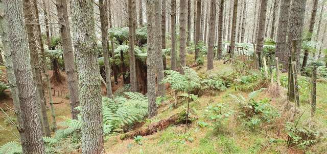 747c No 4 Road Te Puke_2