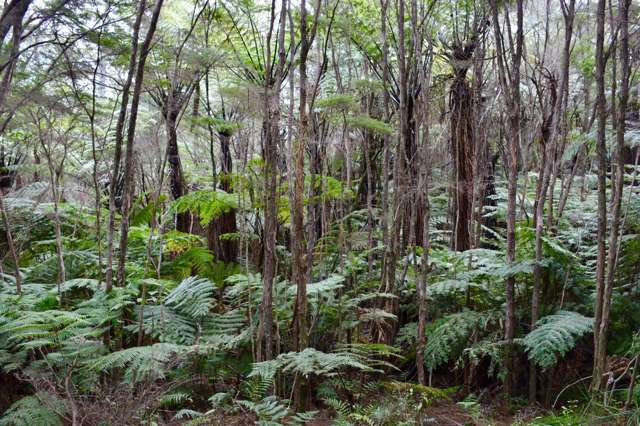 Lot 4/131B Paul Road Tairua_3