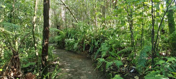 44 Vance Street Shannon_6