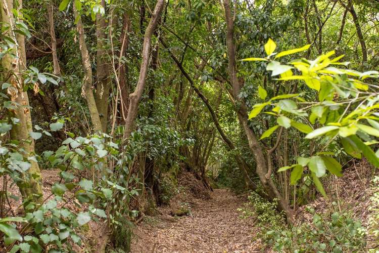 81 Grehan Valley Road Akaroa_20