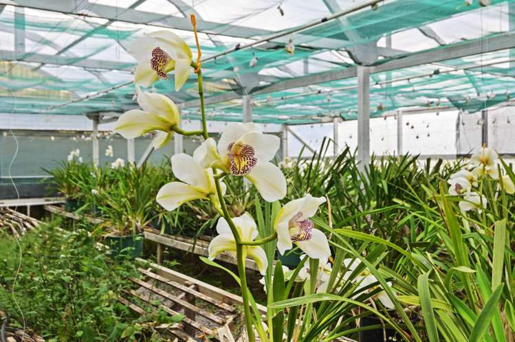 72 Appleby Road Drury_8