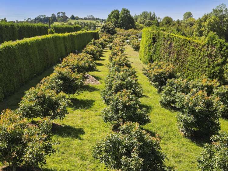 112 Pahoia Road Whakamarama_19