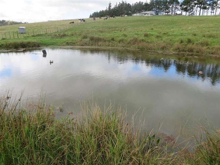 Ovens Road Matakohe_12