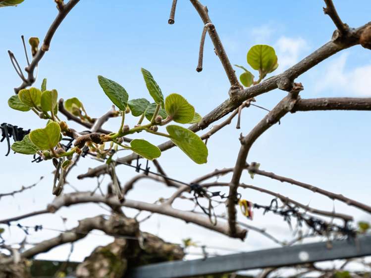 863 State Highway 2 Tanners Point_11