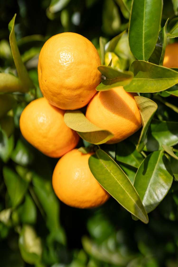 8 Oaklands Drive Cambridge_14