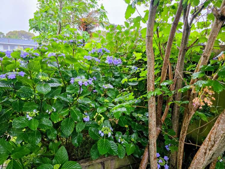 7 Chums Road Paraparaumu Beach_16