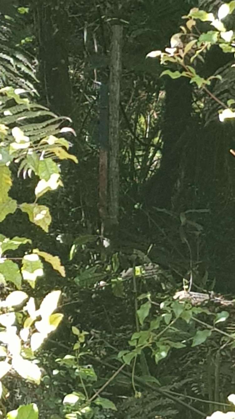 Ballarat Rise Awatuna_12