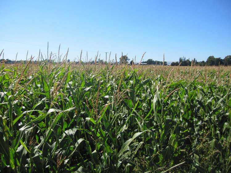 44 Matarawa Road Carterton_1