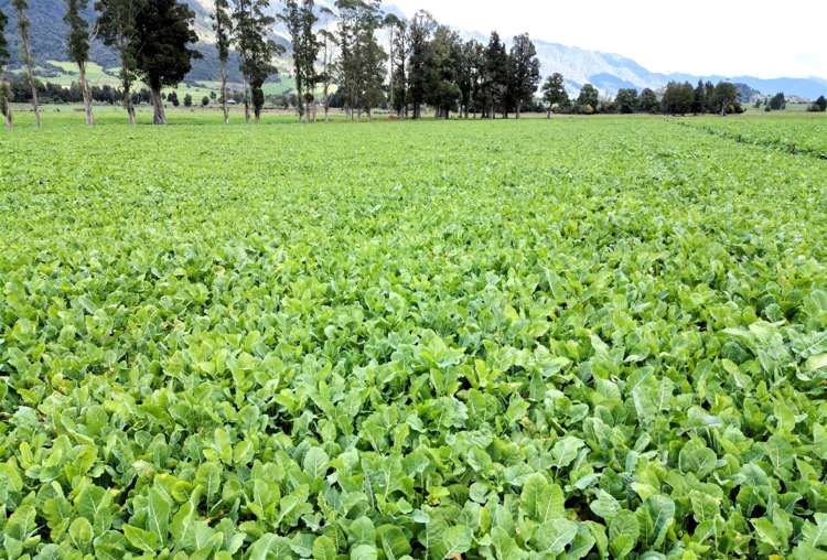 285 Bell Hill Road, Rotomanu Greymouth_18