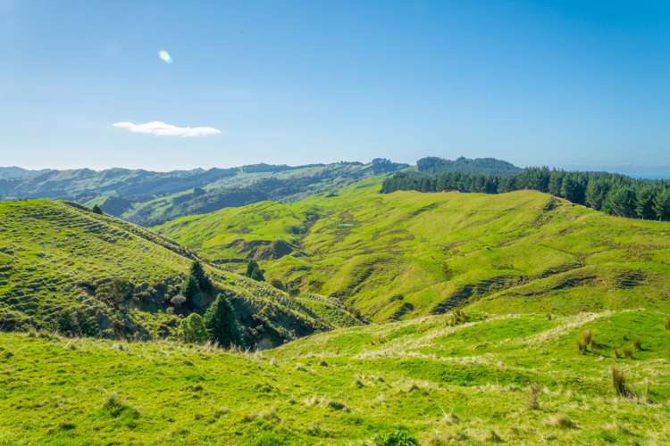 229 Rangikohua Road Tolaga Bay_5