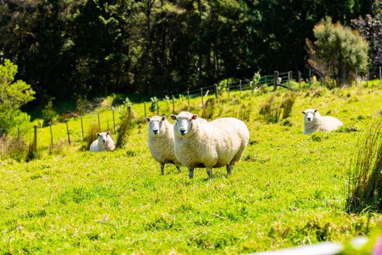 264d Pahi Road Paparoa_27