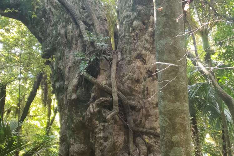 820 Colville Road Coromandel_5