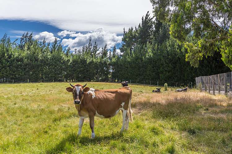 21 Dawn Place Kirwee_20