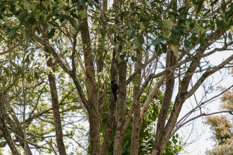 119D Welcome Bay Road Welcome Bay_16