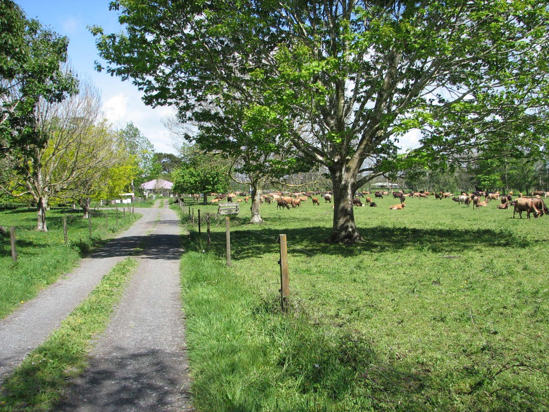 1704 Te Aroha-Gordon Road Te Aroha_0