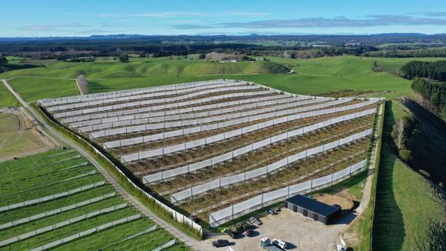 Premier kiwifruit development opportunity