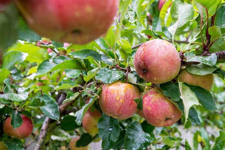 19 Gilbert Street Amberley_15