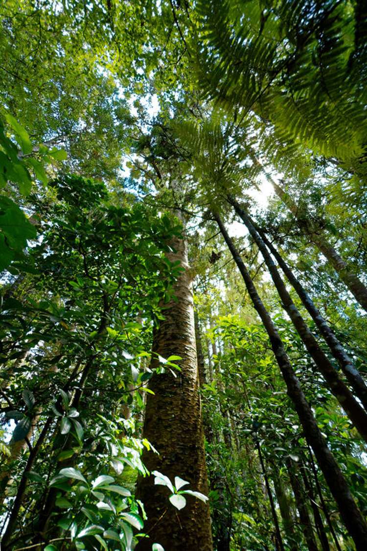 47 Kopiko Road Titirangi_15