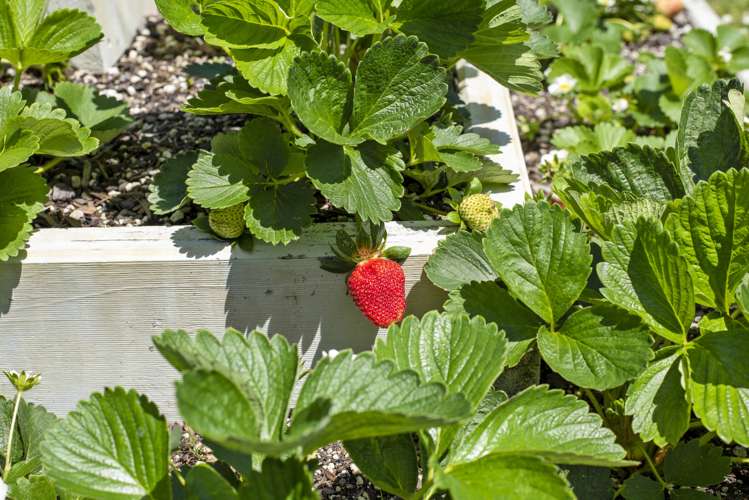 9 Chrystall Street Foxton Beach_25