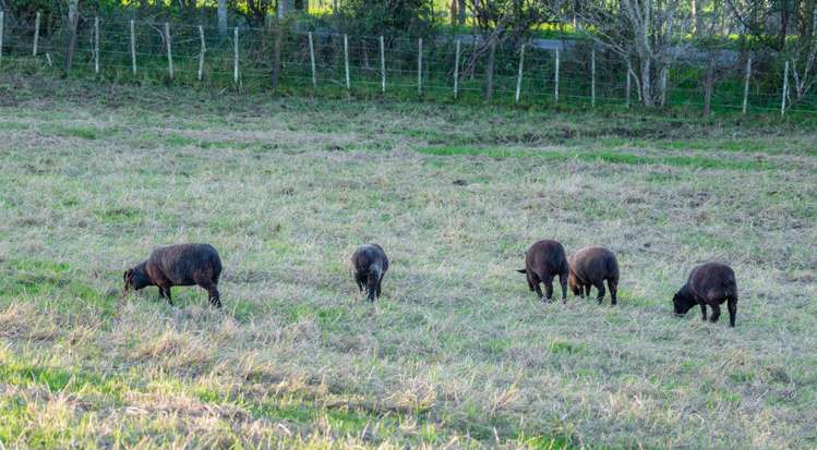 434 Waitakere Road Taupaki_23