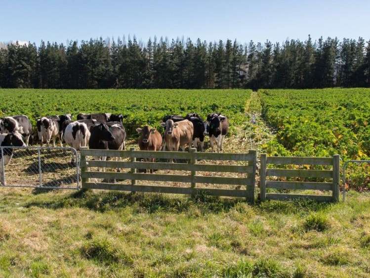 142 Anama Valetta Road Valetta_5