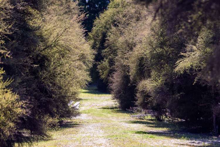 13 Ewing Place Albert Town_8