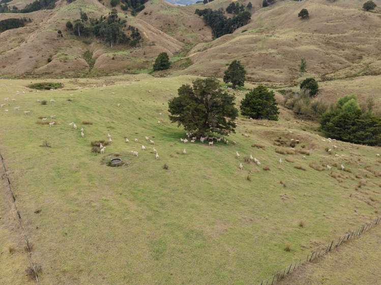 290 Hillcrest Road Waiotira_4