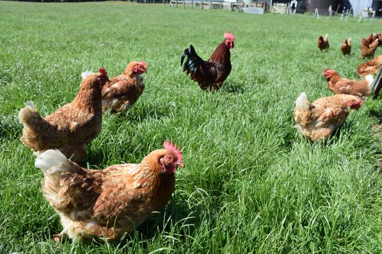 72 Clifden Highway Tuatapere_8