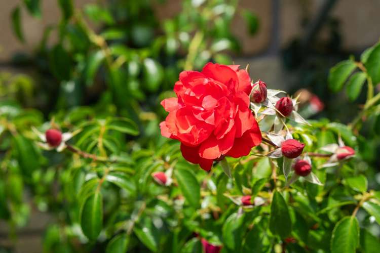 3/241 Mangapiko Street Te Awamutu_13