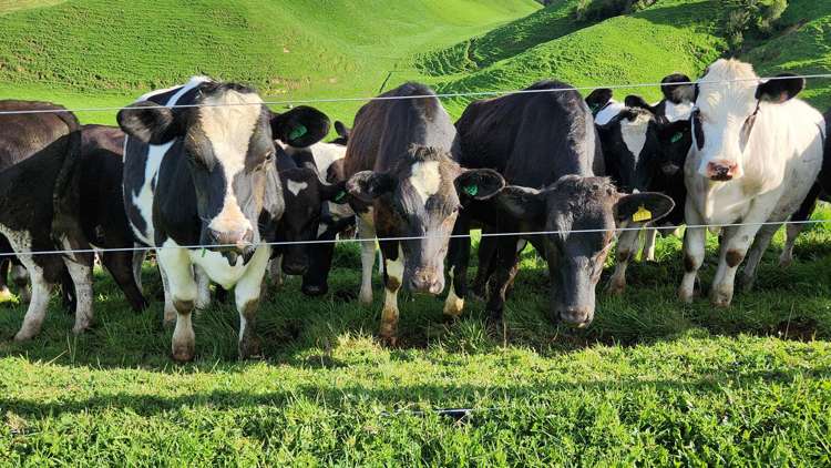 348 Ratapiko Road Ratapiko_12