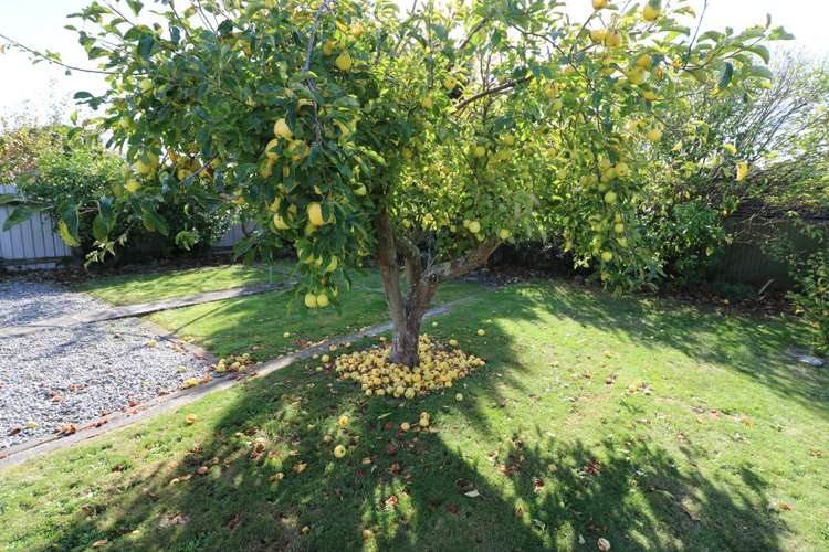 18 Costley Street Carterton_18