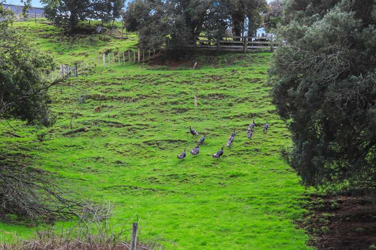 341 Mangarino Road Te Kuiti_17