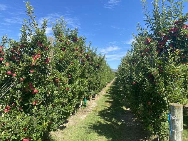 Rockit Orchard Lease Opportunity